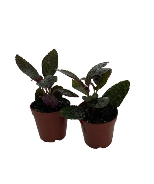 2 Pack Maroon Moon Waffle Plant - Hemigraphis - Burgundy House Plant in 2" Pots