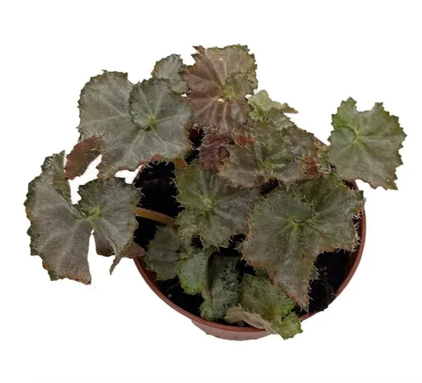 2.5" Five and Dime Begonia Plant - Compact Houseplant with Metallic Leaves