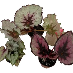 3 Assorted Rex Begonia Plants – 2-Inch Pots, Colorful Leaf Houseplants