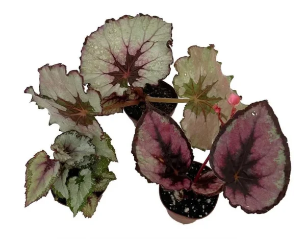 3 Assorted Rex Begonia Plants – 2-Inch Pots, Colorful Leaf Houseplants