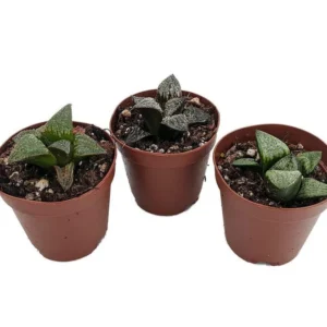 3 Easy Succulent Plants - Window Pane Haworthia Collection in 2" Pots