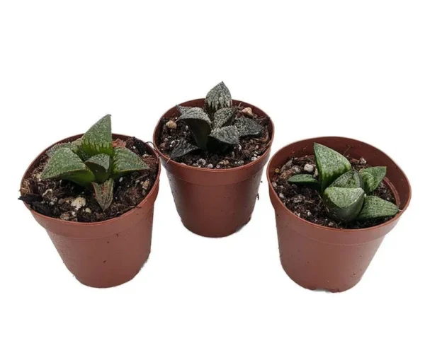 3 Easy Succulent Plants - Window Pane Haworthia Collection in 2" Pots