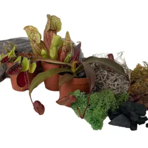 3 Live Carnivorous Plants Terrarium Kit – Venus Flytrap, Sundew, Pitcher Plant in 2