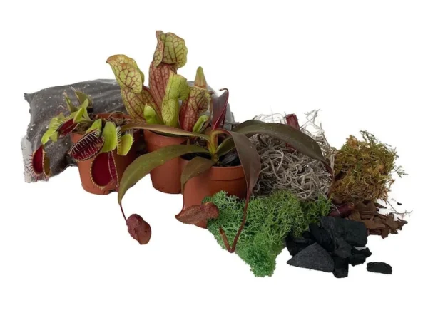 3 Live Carnivorous Plants Terrarium Kit – Venus Flytrap, Sundew, Pitcher Plant in 2" Pots with Accessories