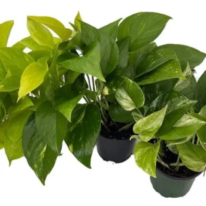 3-Pack Pothos Plants - 4 Inch Pots, Vining Indoor Houseplants