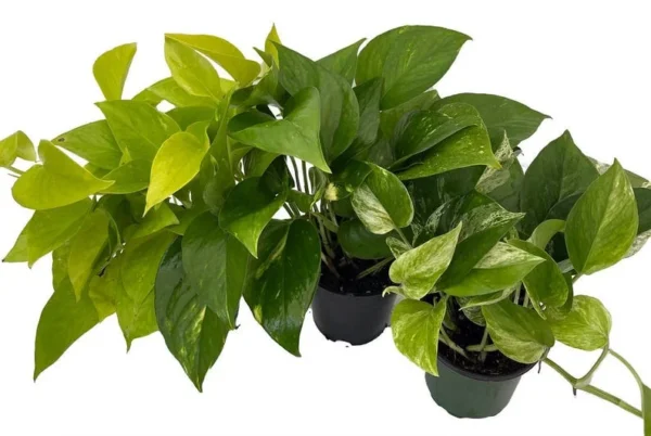 3-Pack Pothos Plants - 4 Inch Pots, Vining Indoor Houseplants