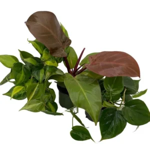 3 Philodendron Plants – 4