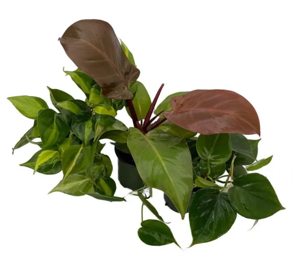 3 Philodendron Plants – 4" Pots, Fast-Growing Indoor Houseplants, Easy Care