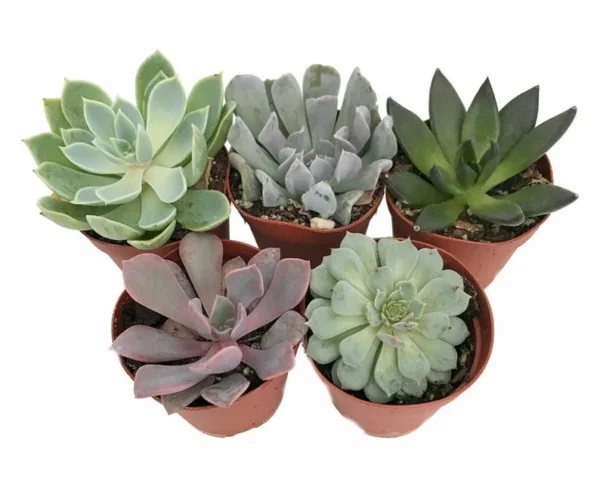 5 Different Echeveria Succulents – 2" Pots – Colorful Desert Rose Plants