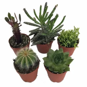 5 Instant Cactus and Succulent Plants in 2" Pots – Perfect for Fairy Garden and Terrarium