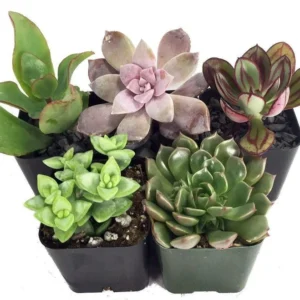 5 Live Succulent Plants for Terrariums & Fairy Gardens in 2" Pots – Indoor Miniature