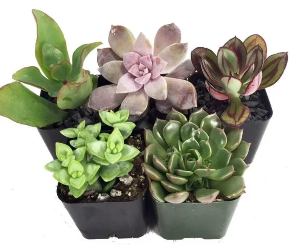 5 Live Succulent Plants for Terrariums & Fairy Gardens in 2" Pots – Indoor Miniature