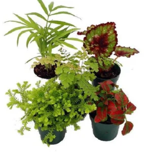 5 Live Terrarium & Fairy Garden Plants – Indoor House Plants in 2