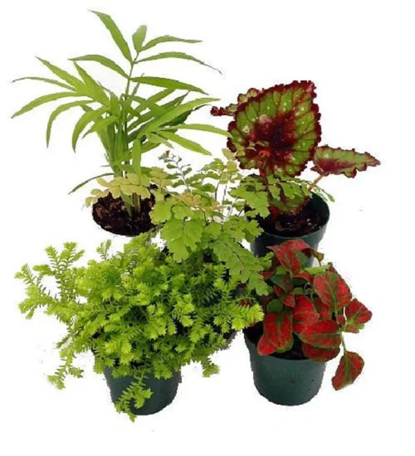 5 Live Terrarium & Fairy Garden Plants – Indoor House Plants in 2" Pots