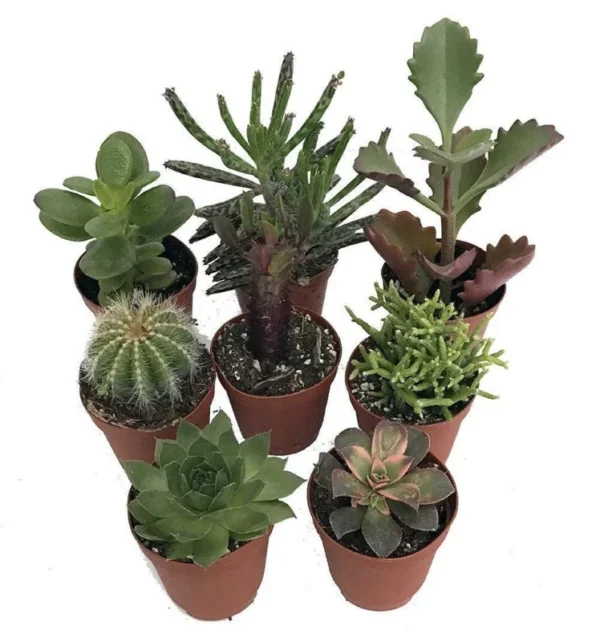 8 Instant Cactus & Succulent Plants - 2" Pots - Assorted Collection for Terrariums