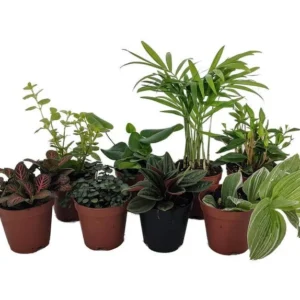 8 Live Plants in 2" Pots - Terrarium & Fairy Garden Plants for DIY Displays