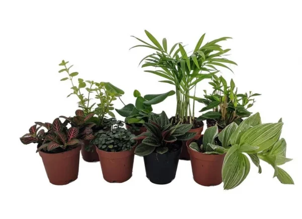 8 Live Plants in 2" Pots - Terrarium & Fairy Garden Plants for DIY Displays