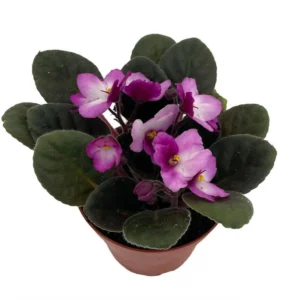 African Violet Plant - Novelty Blooming Houseplant, 4