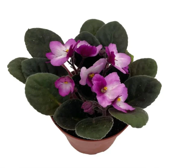 African Violet Plant - Novelty Blooming Houseplant, 4" Pot, Low Maintenance