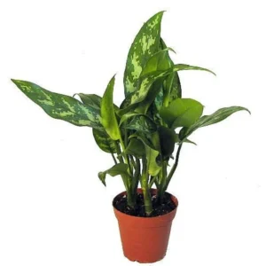 Aglaonema Maria Chinese Evergreen Plant - 4" Pot, Low Light, Indoor Air-Purifying Houseplant