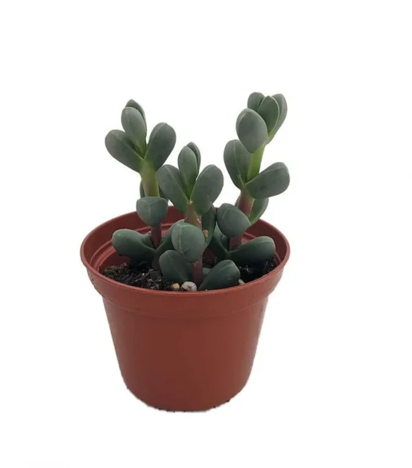 Alien Ice Plant Succulent Delosperma lehmannii – 2.5" Pot – Blue-Green Houseplant