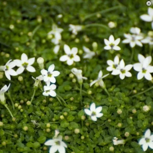 Alpine White Star Creeper Isotoma - Evergreen Perennial 2.5