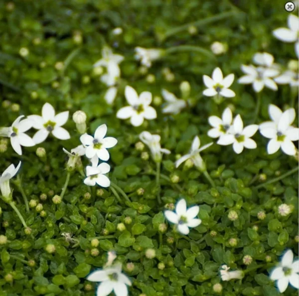 Alpine White Star Creeper Isotoma - Evergreen Perennial 2.5" Pot