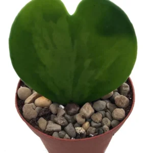 Amazing Sweetheart Waxplant Hoya kerri – 2