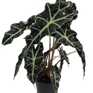 Amazon Black Shield Plant - Alocasia amazonica Polly - Indoor Tropical Houseplant - 4