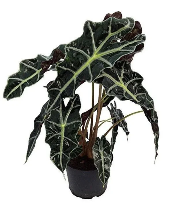 Amazon Black Shield Plant - Alocasia amazonica Polly - Indoor Tropical Houseplant - 4" Pot