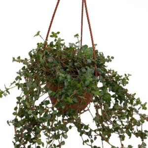 Aquamarine Baby Tears - Pilea Glauca - 6-Inch Hanging Basket, Indoor Plant