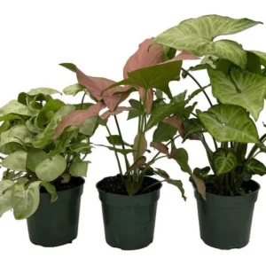 Arrowhead Assortment - 3 Pack Syngonium Podophyllum in 4