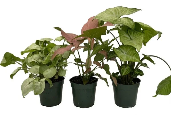 Arrowhead Assortment - 3 Pack Syngonium Podophyllum in 4" Pots