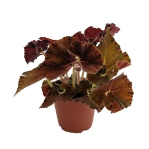 Autumn's Best Begonia Plant 3.7" Pot - Red & Gold Begonia for Terrariums, Fairy Gardens, Houseplant