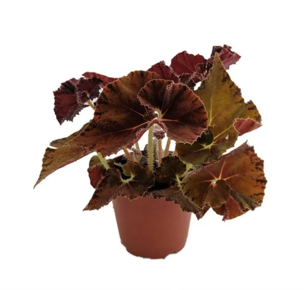 Autumn's Best Begonia Plant 3.7" Pot - Red & Gold Begonia for Terrariums, Fairy Gardens, Houseplant