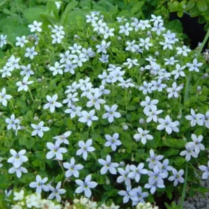 Baby Blue Star Carpet Plant - Pratia pedunculata - 2.5 Inch Pot - Ground Cover Fairy Plant