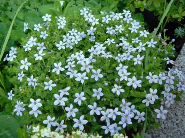 Baby Blue Star Carpet Plant - Pratia pedunculata - 2.5 Inch Pot - Ground Cover Fairy Plant