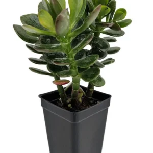 Baby Jade Tree Crassula - Indoor Succulent - 2.5