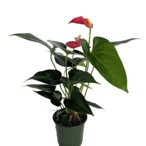 Bambino Red Anthurium Houseplant - 4" Pot - Vibrant Indoor Gift Plant