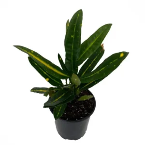 Banana Croton House Plant – 4" Pot Indoor Colorful Foliage