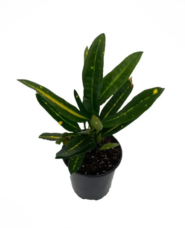 Banana Croton House Plant – 4" Pot Indoor Colorful Foliage