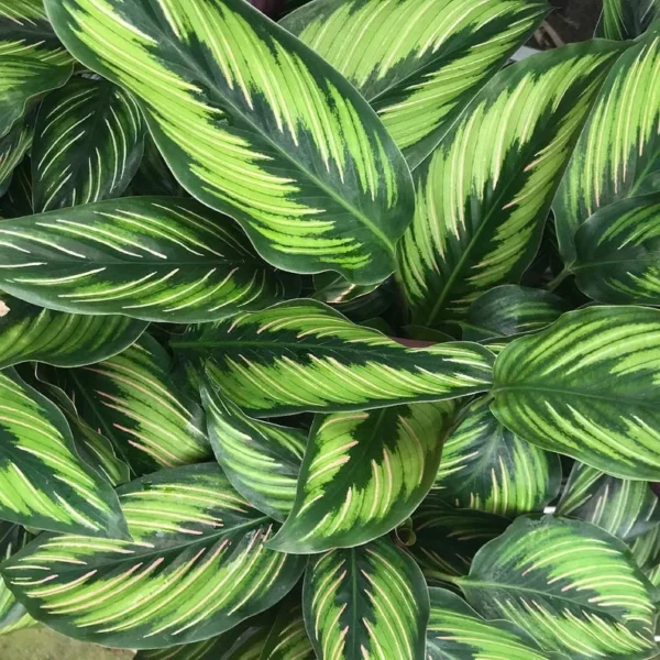 Beauty Star Peacock Calathea House Plant – 4 Inch Pot, Green & Pink Leaves