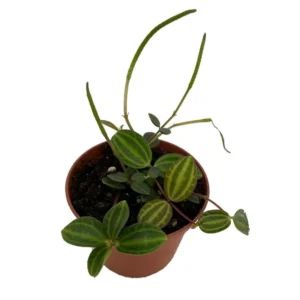 Beetle Peperomia Plant - Radiator Plant 2.5