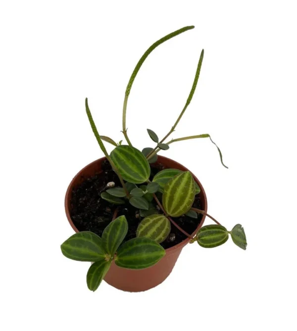 Beetle Peperomia Plant - Radiator Plant 2.5" Pot - Trailing Houseplant