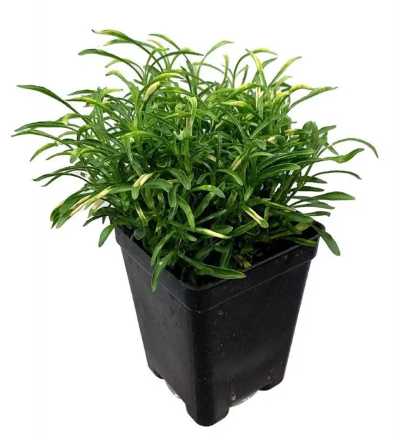 Biblical Gold Threads St. Joseph’s Coat - Alternanthera Live Plant in 2.5" Pot