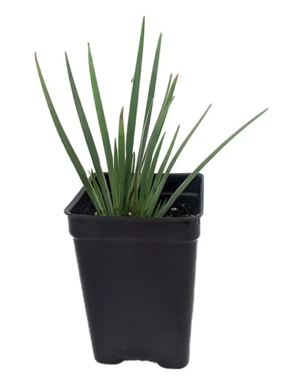 Blue-Eyed Iris Grass - Sisyrinchium Lucerne - 2.5" Pot, Indoor/Outdoor Flowering Plant