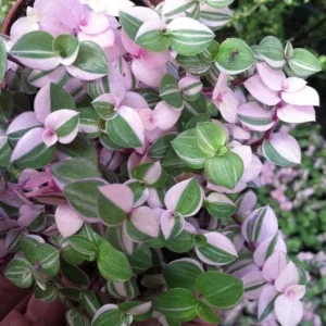 Bolivian Pink Jewel Turtle Vine - Inch Plant 2.5