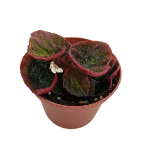 Brazilian Begonia Manaus Hybrid - 2.5