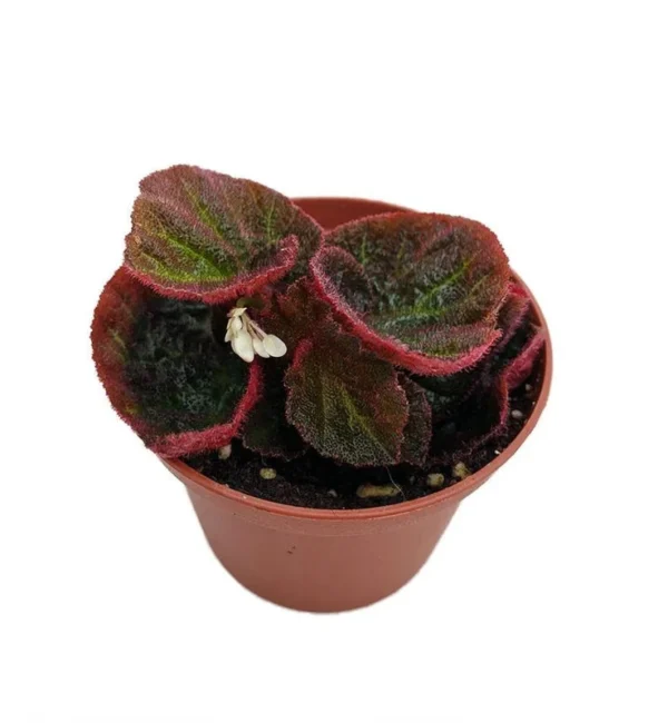 Brazilian Begonia Manaus Hybrid - 2.5" Pot Terrarium, Houseplant