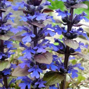 Bronze Beauty Ajuga Plant - 2.5